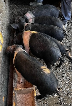 Porci de vanzare
