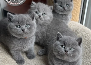 british shorthair scottish fold asigur transport 