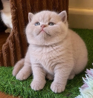 british Shorthair blue rasa pura scottish - imagine 3