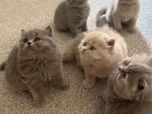 british Shorthair blue rasa pura scottish - imagine 5