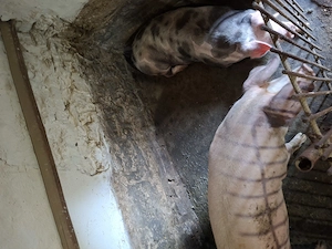 porc petrain duroc 150kg