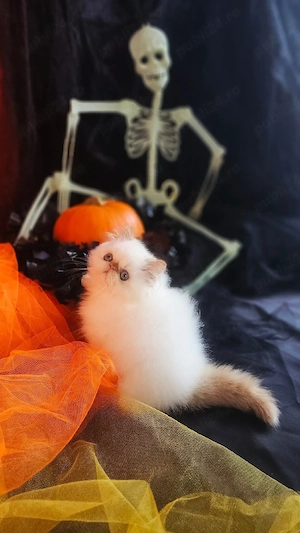 Motănel Persan dollface kitten  - imagine 5