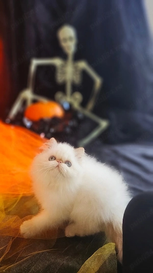 Motănel Persan dollface kitten  - imagine 2