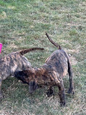 Pui dogo canario - imagine 4