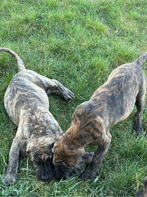 Pui dogo canario - imagine 3