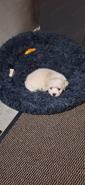 Bichon mini toy - imagine 2