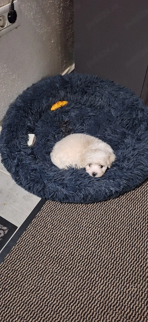 Bichon mini toy - imagine 5