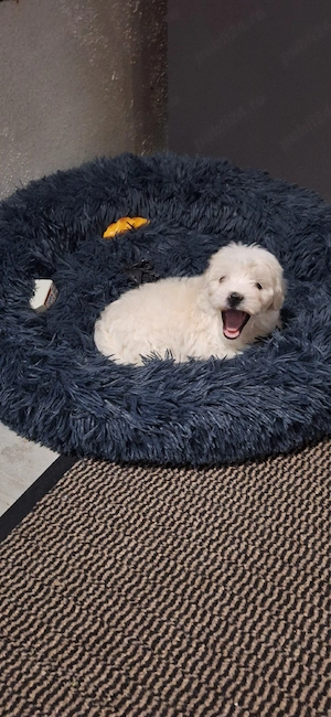 Bichon mini toy - imagine 4