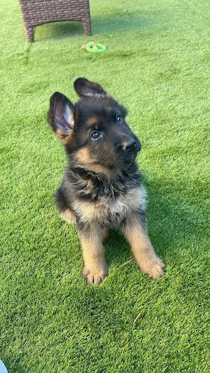 Ciobanesc German