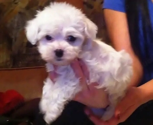 fetita bichon maltesee 2 luni