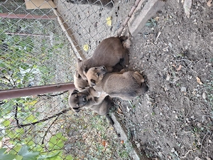 Catelusi jucăuși talie mijlocie 
