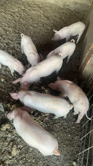 Vand purcei de 6 saptamani 