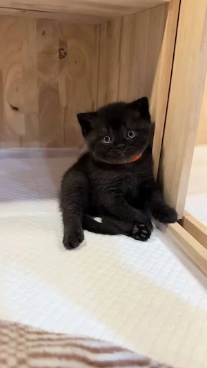 british shorthair scottish ursuleti cu viata!Asigur transport - imagine 2