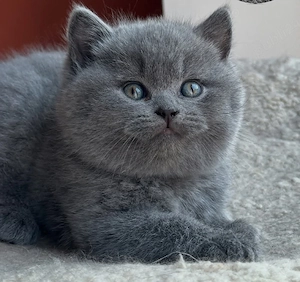 Scottish fold de exceptie!British Shorthair Asigur Transport - imagine 4