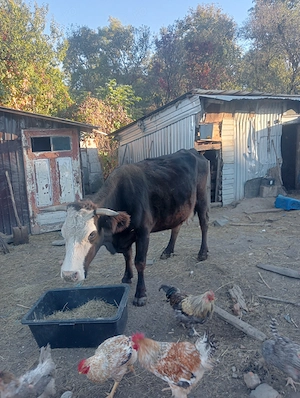 Vaca de vânzare 