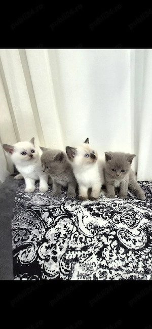 Pui de pisica british shorthair. - imagine 5