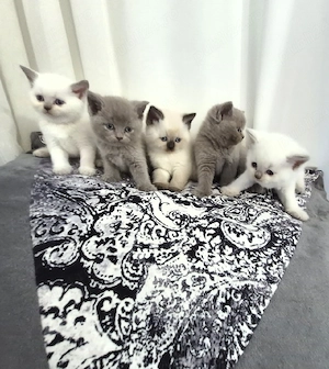 Pui de pisica british shorthair. - imagine 2