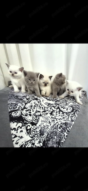 Pui de pisica british shorthair. - imagine 4