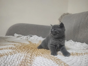 4 puiuți adorabili de British Shorthair își caută căminul potrivit! - imagine 3