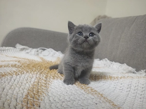 4 puiuți adorabili de British Shorthair își caută căminul potrivit! - imagine 5