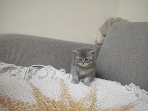 4 puiuți adorabili de British Shorthair își caută căminul potrivit! - imagine 2