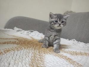 4 puiuți adorabili de British Shorthair își caută căminul potrivit! - imagine 4