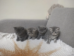 4 puiuți adorabili de British Shorthair își caută căminul potrivit!