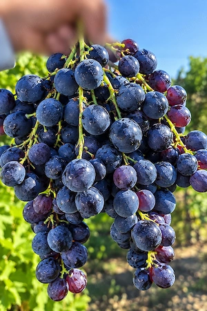 Struguri Hamburg Vin Greaca Giurgiu