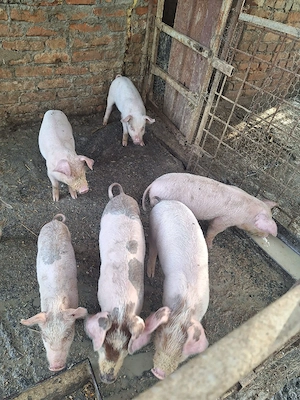 purcei de 4 săptămână Pojogeni  - imagine 2
