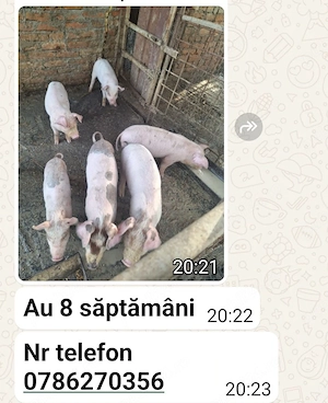 purcei de 4 săptămână Pojogeni 