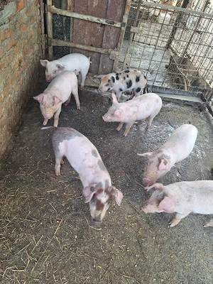 purcei de 4 săptămână Pojogeni  - imagine 3
