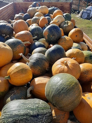 Pepeni pentru porci sau halloween 