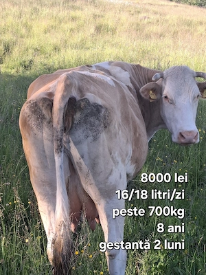 Vând 2 vaci foarte bune, vaci garantate!