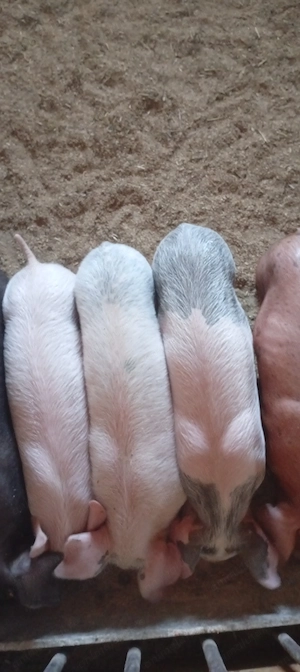 Purcei landrace cu Petrean mama. Duroc tatăl.