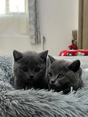 Pisicuțe adorabile British - imagine 5