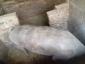 porci.    .