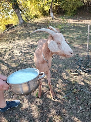 Capra de rasa Anglo Nubiene