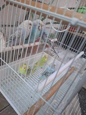 vând papagali peruși, și un mascul de nimfă matur