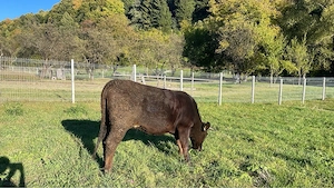 vaca de vanzare - imagine 2