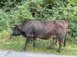 vaca de vanzare - imagine 3