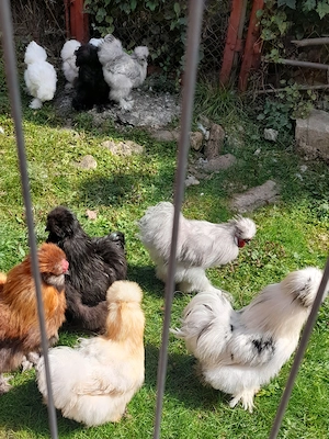 Cocoși matase japoneza 