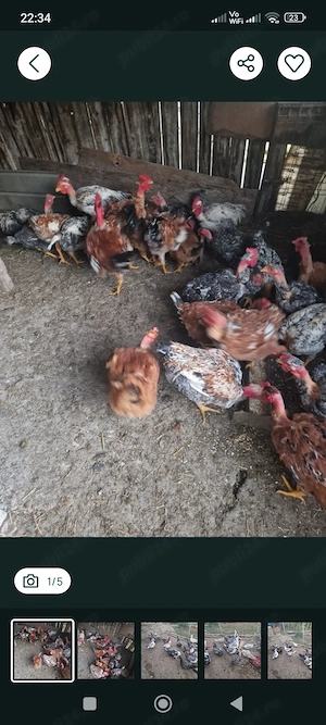 De vanzare cocoși și puici
