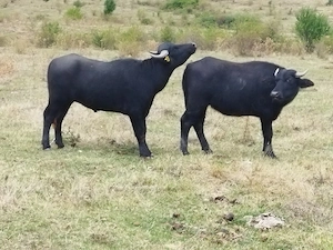 Vind doua bivolite de doi ani....  gestante 