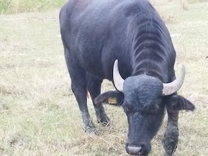 Vind taur bivol de doi ani 