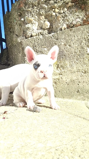 Pui Bulldog Francez - imagine 2