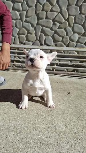 Pui Bulldog Francez - imagine 3