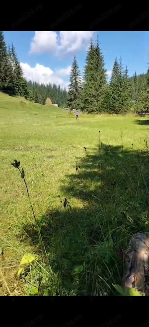  Teren de vânzare într-o zonă feerică   Poiana Horea 