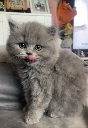 british longhair