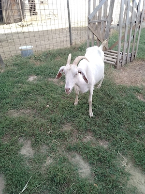 Vind urgent ofertă  - imagine 5