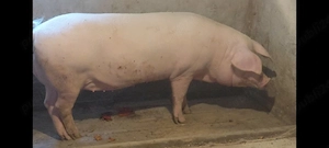 porci carne